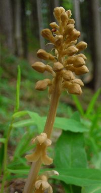 Birdsnest Orchid